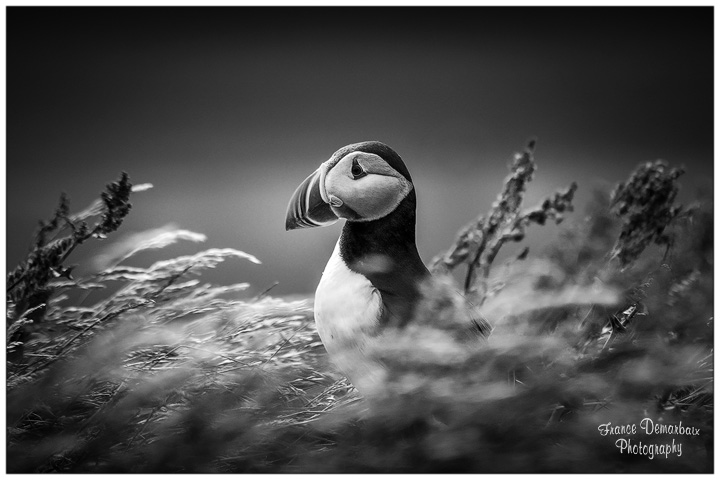 Islande - noir et blanc